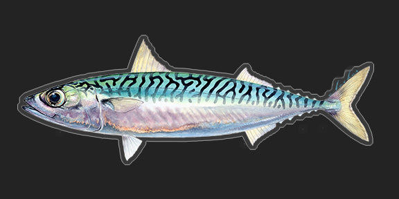 Mackerel - 8"