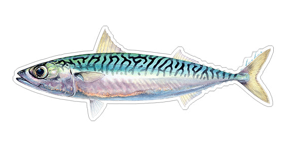 Mackerel - 8"