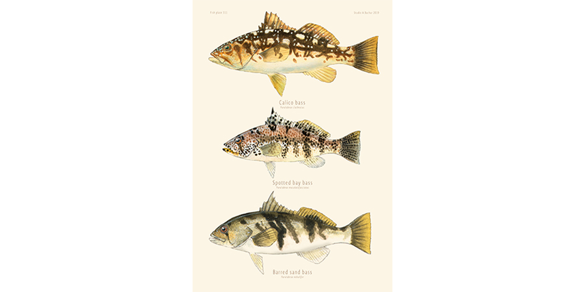 Salt bass - Calico, Spotty, Barred Sand 311