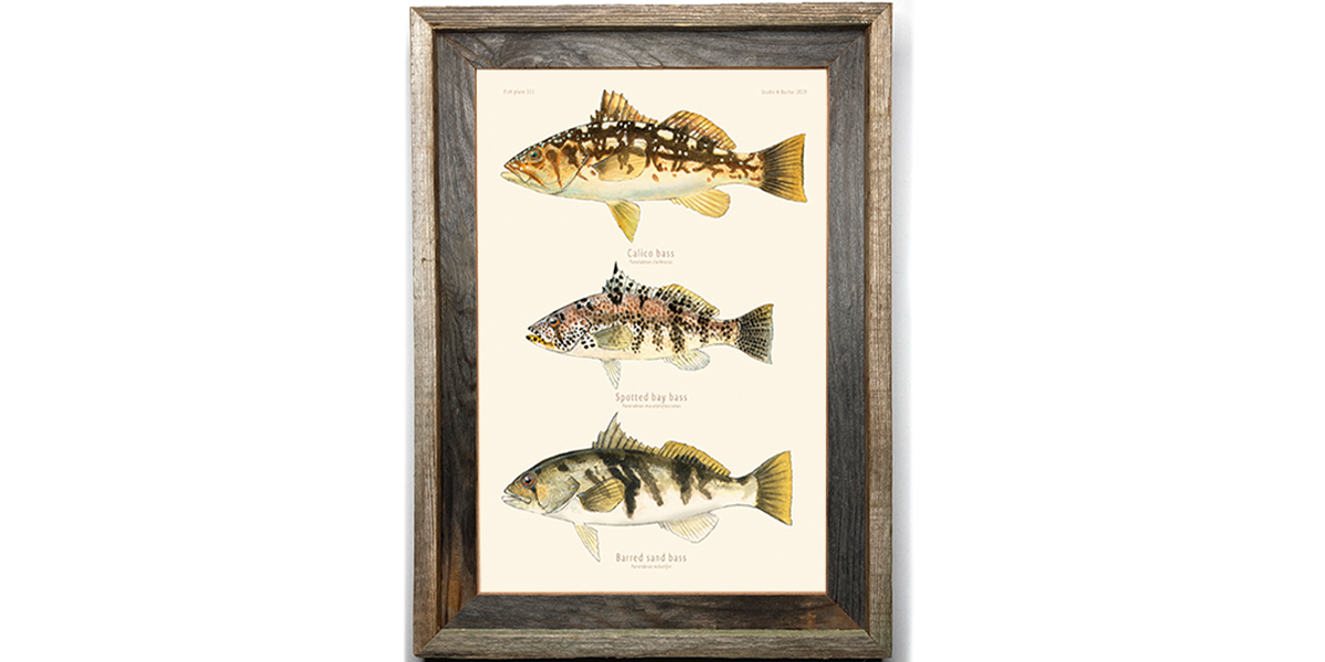 Salt bass - Calico, Spotty, Barred Sand 311