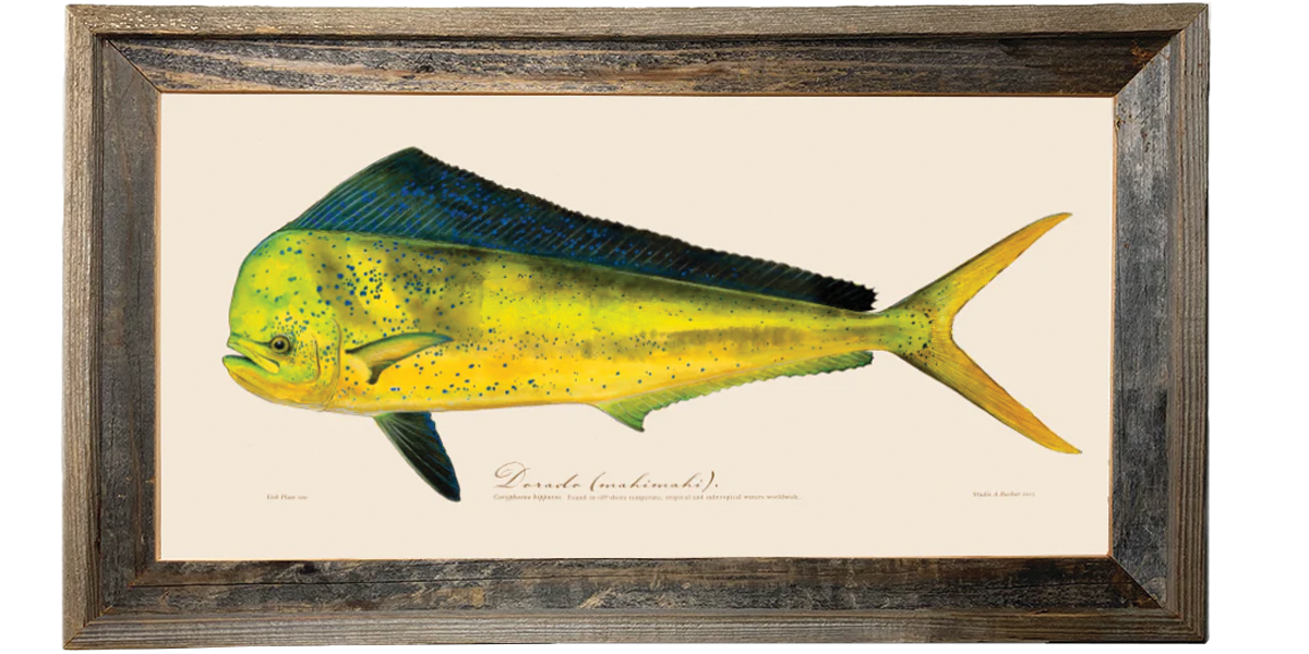 Dorado 100 Illustration