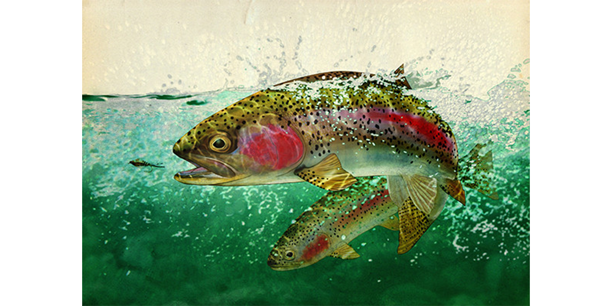 Double Rainbows Trout