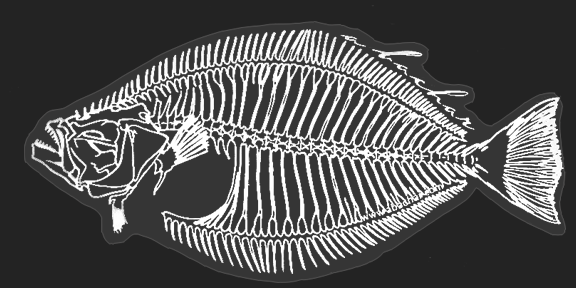 Mini Halibut Skeleton Stickers (Pack of 5)