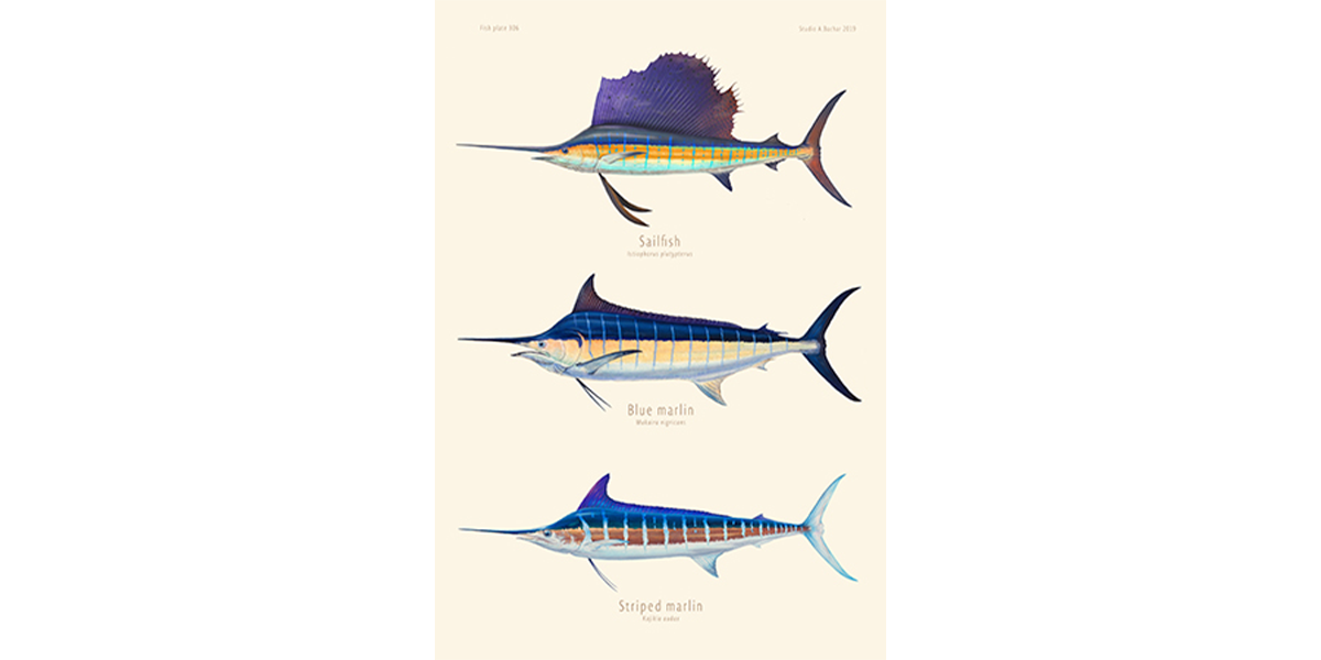 Sailfish, Blue Marlin, Striped Marlin 306