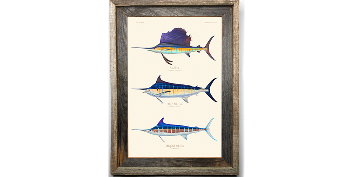 Sailfish, Blue Marlin, Striped Marlin 306