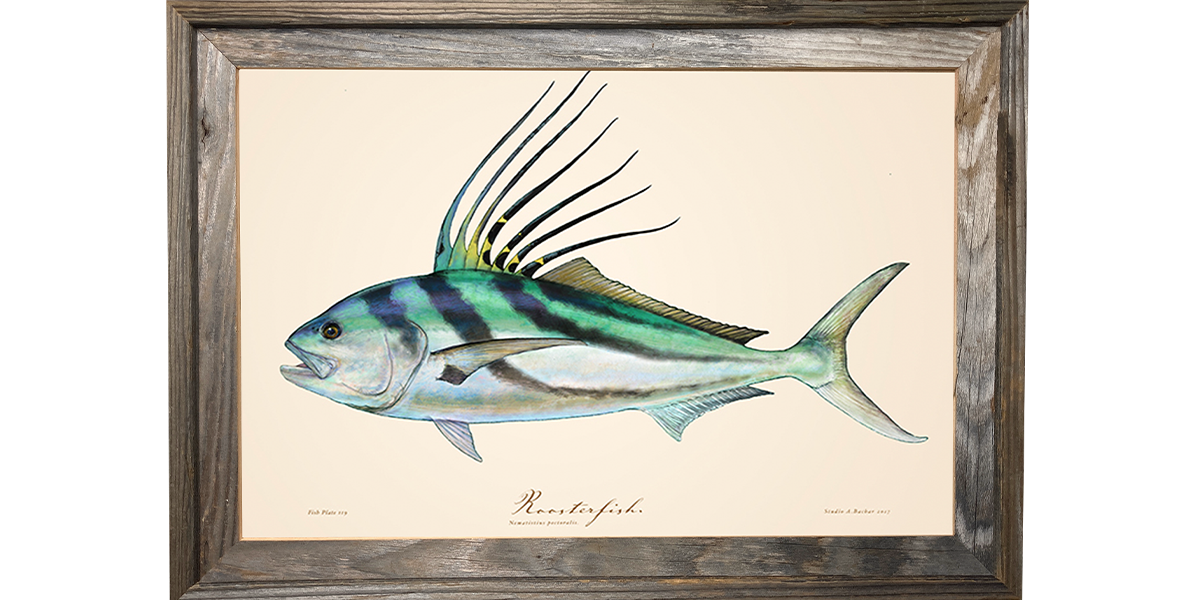 Roosterfish 119