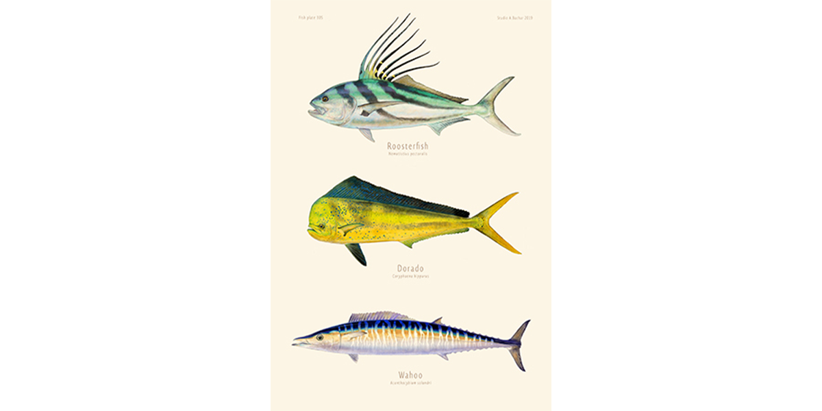 Roosterfish, Dorado, Wahoo 305