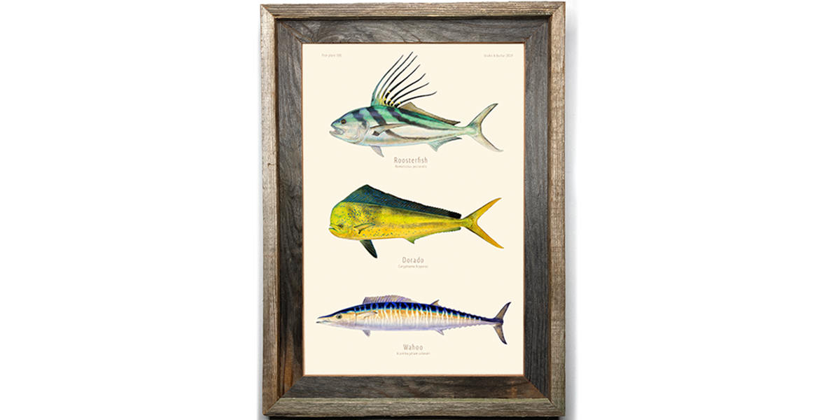 Roosterfish, Dorado, Wahoo 305