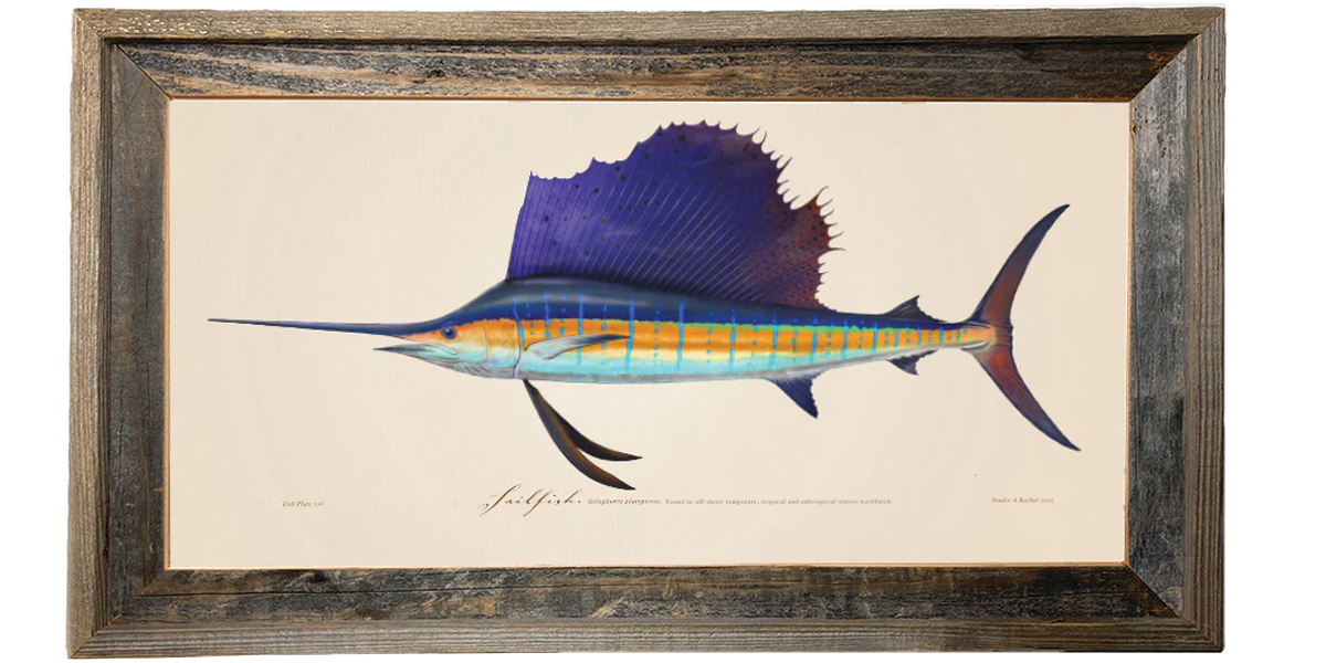 Sailfish 106