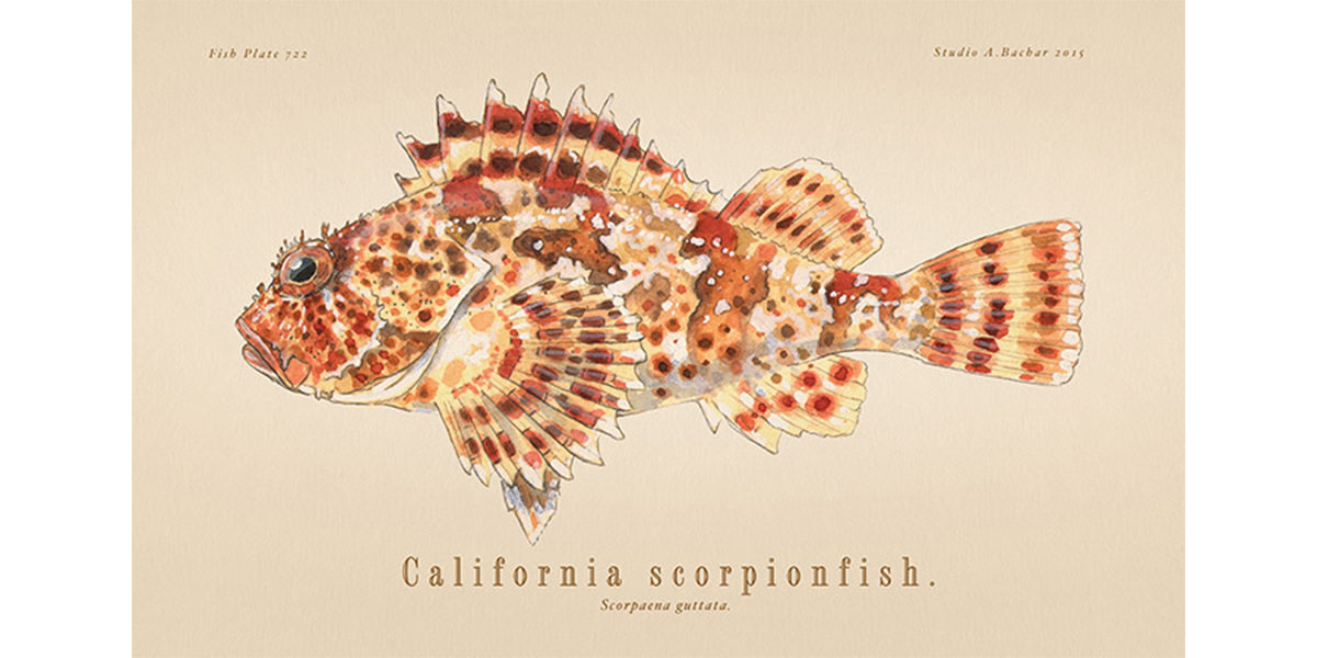Scorpionfish 722