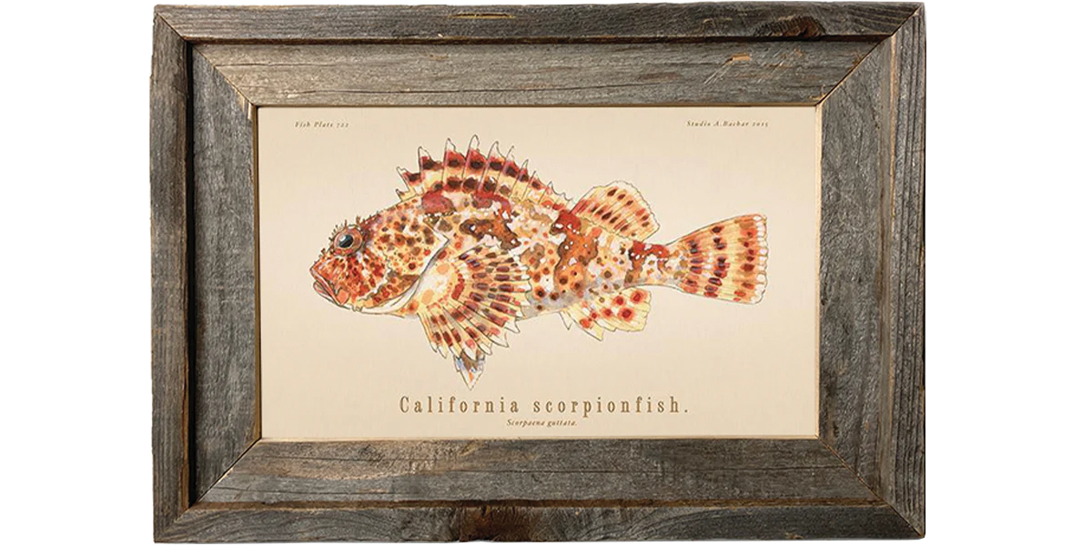 Scorpionfish 722