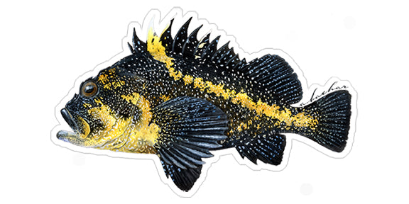 Mini China Rockfish Stickers (Pack of 5)
