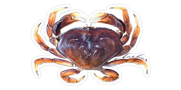 Dungeness Crab - 5.5"