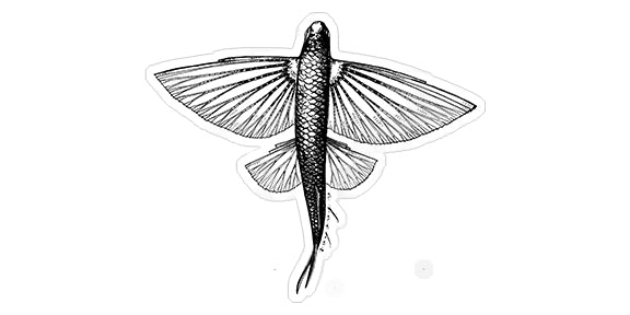 Flyfish Black - 6"