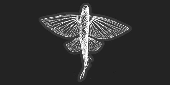 Flyfish White - 6"