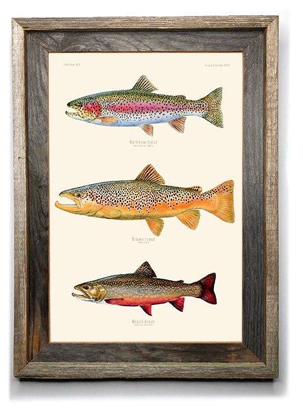 New Release Fish Art Giclées