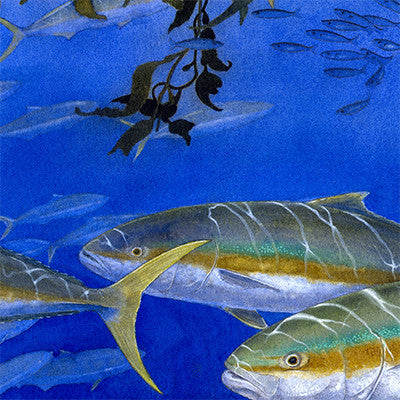 Limited editions Coastal Gamefish Wall Art Prints