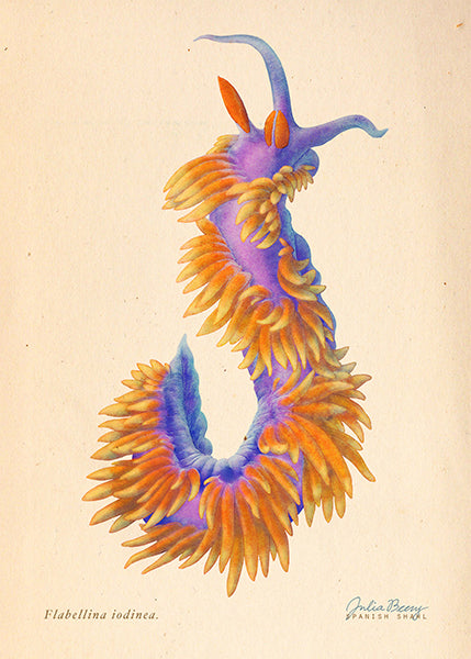 Nudibranchs by Julia Beery