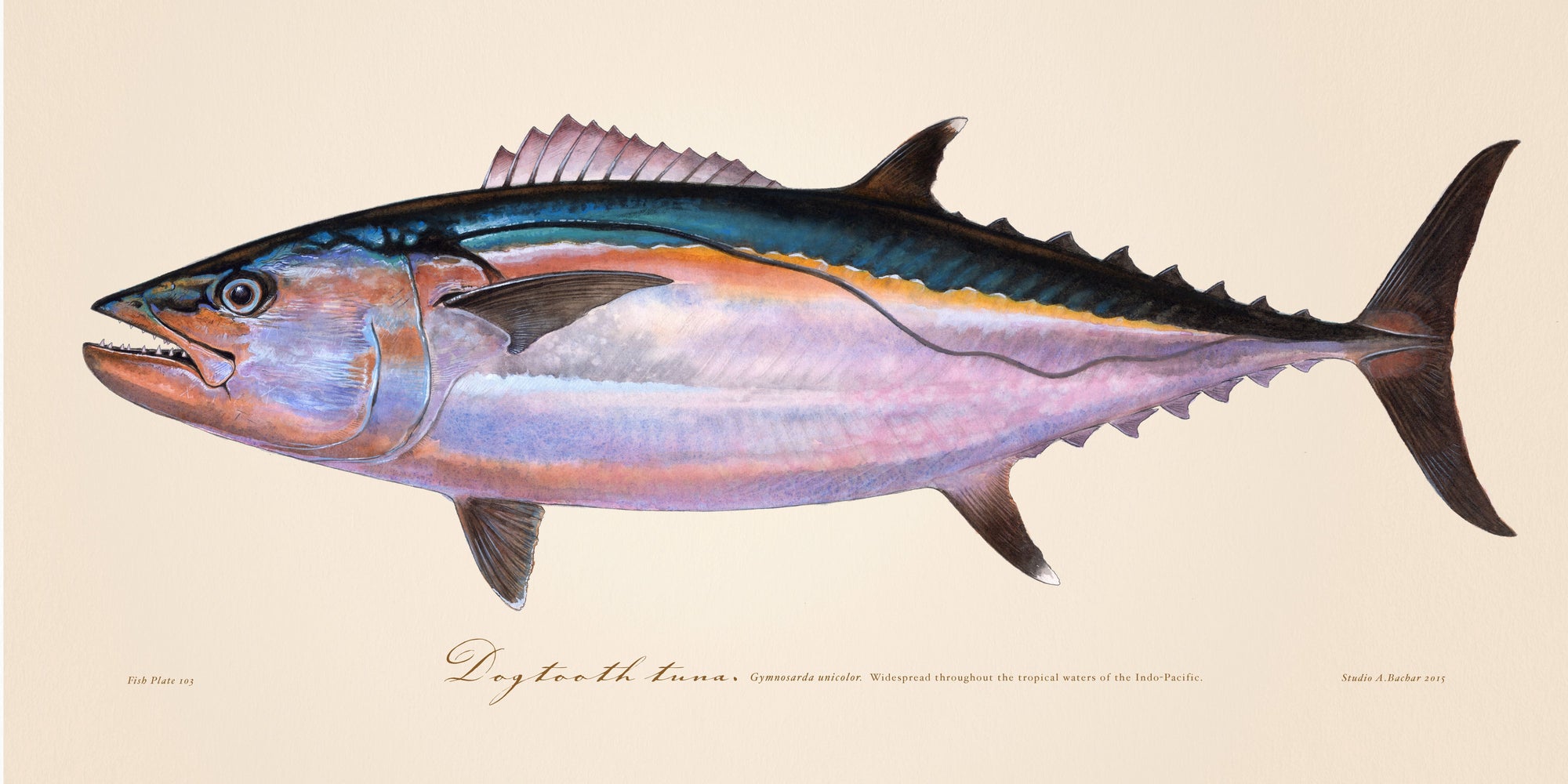 Dogtooth Tuna