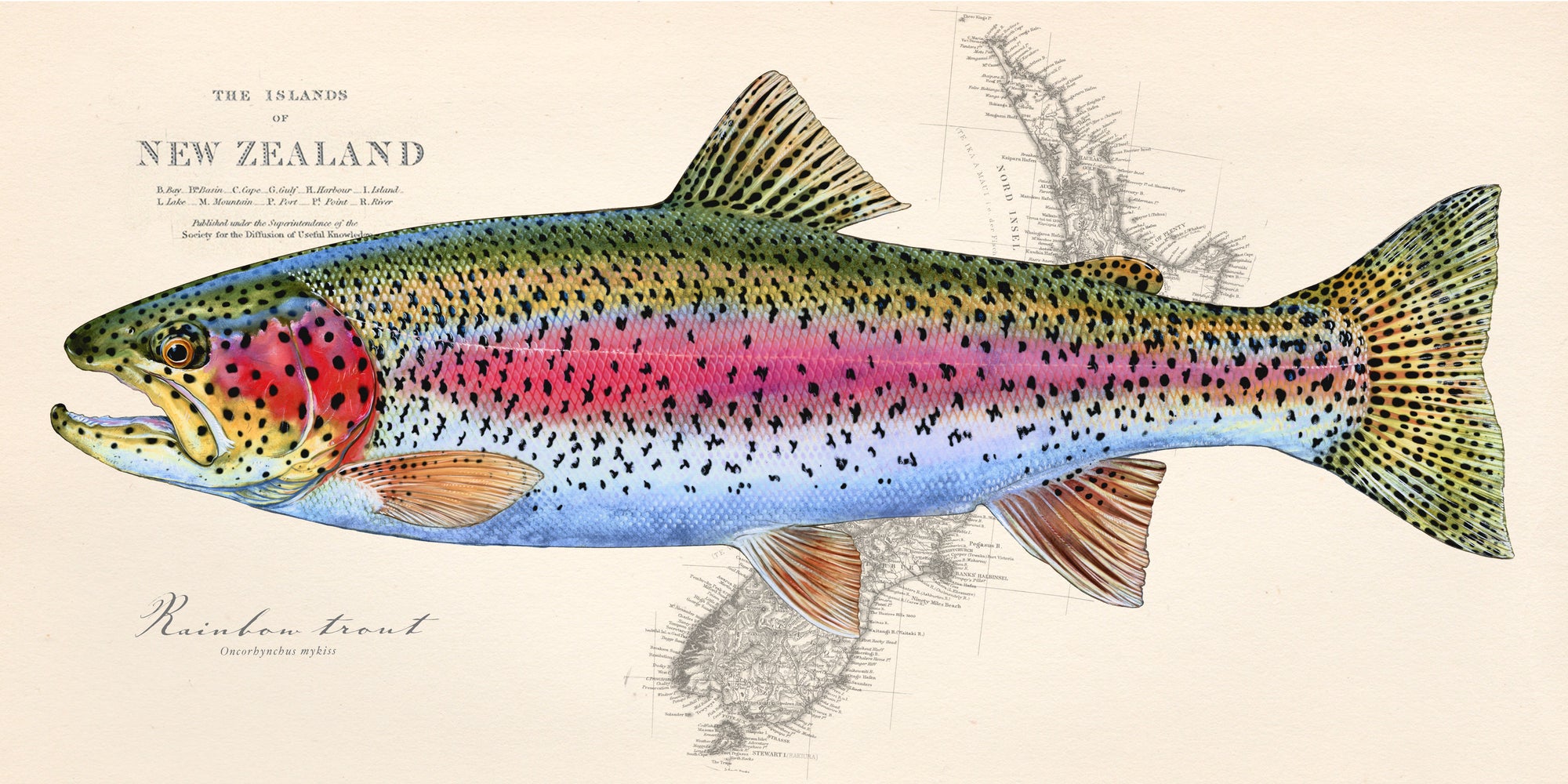 Rainbow Trout over New Zealand