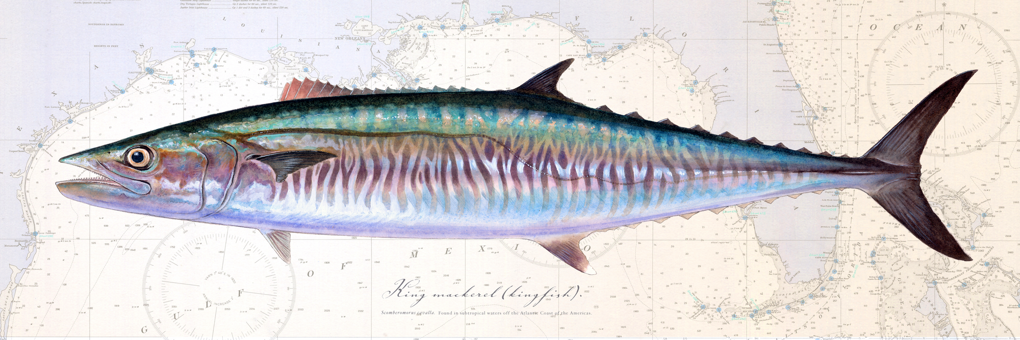 Kingfish Over Nautical Charts - Custom