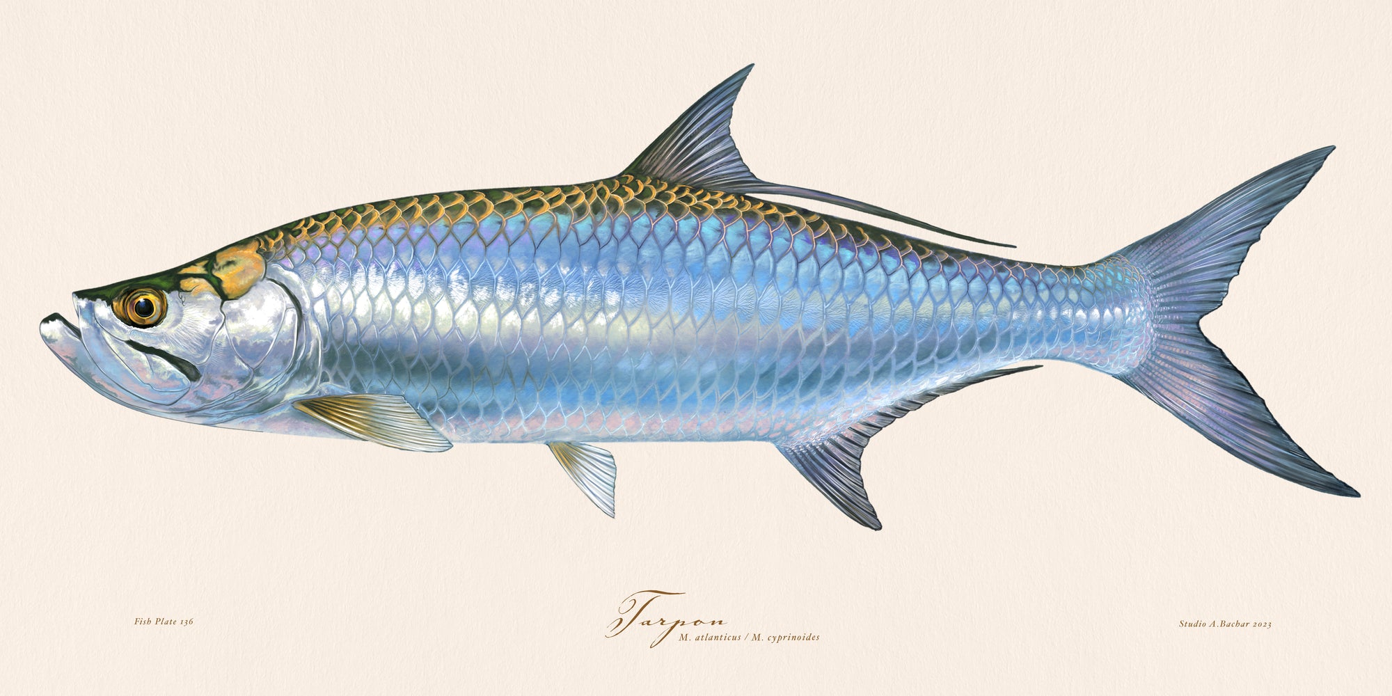 Tarpon