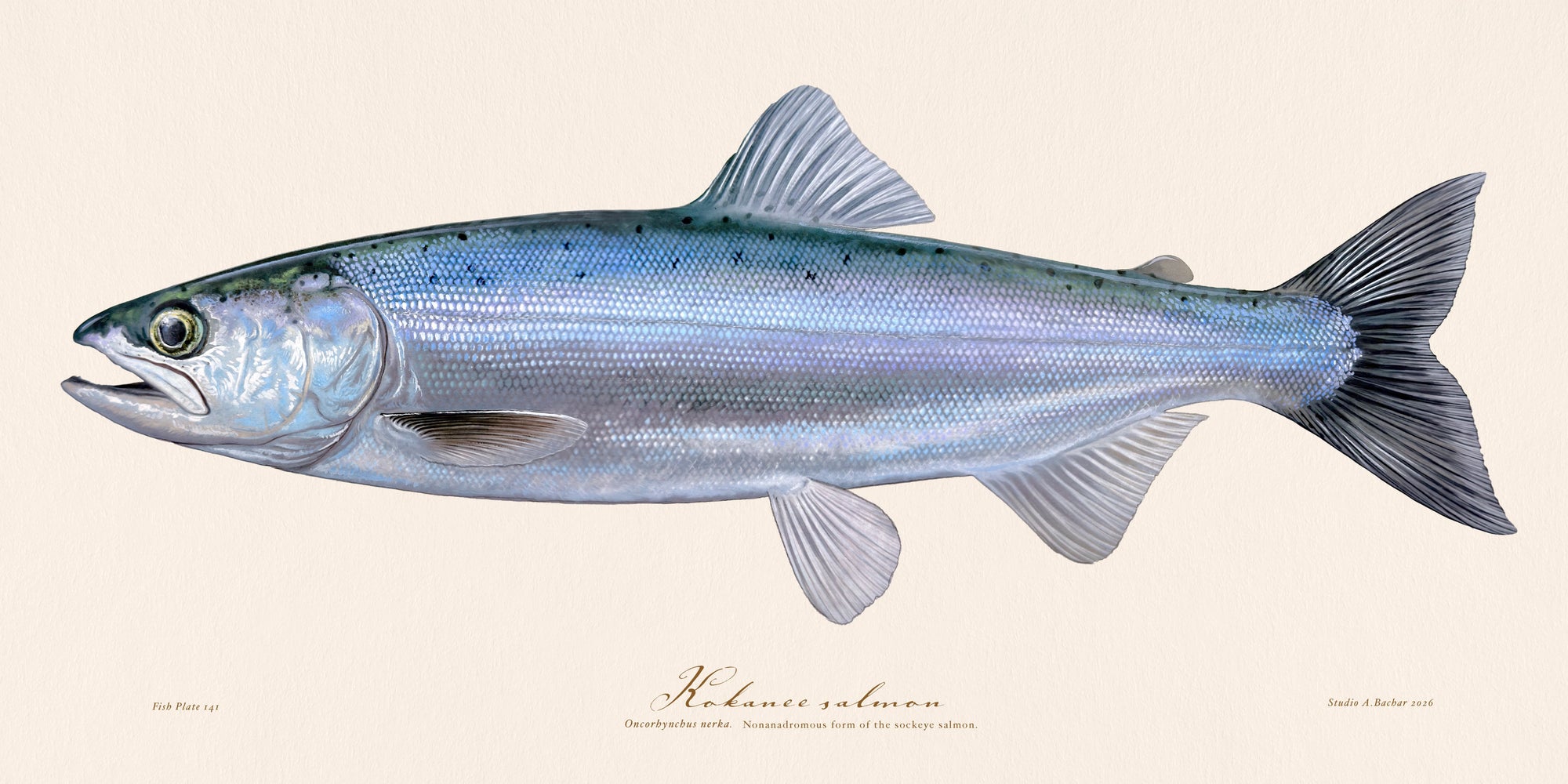 Kokanee