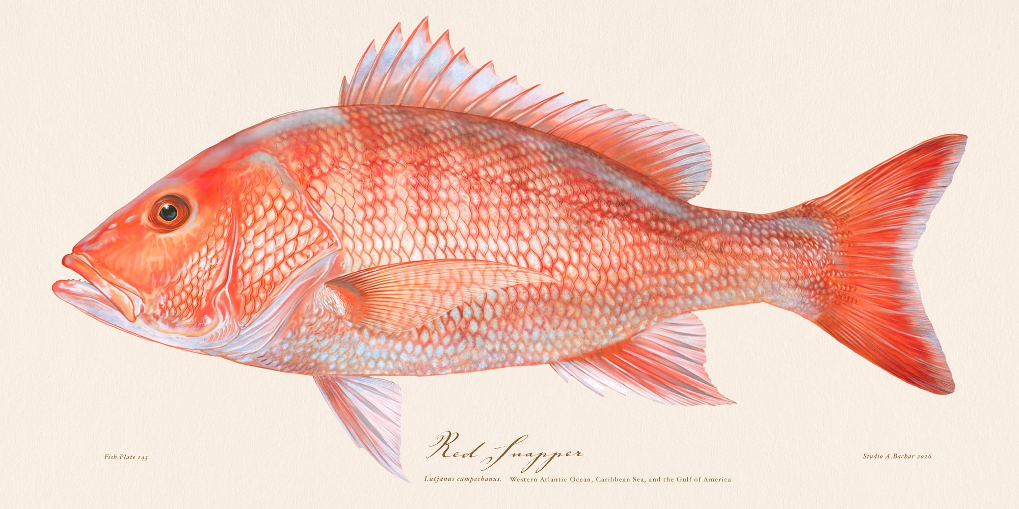 Snapper