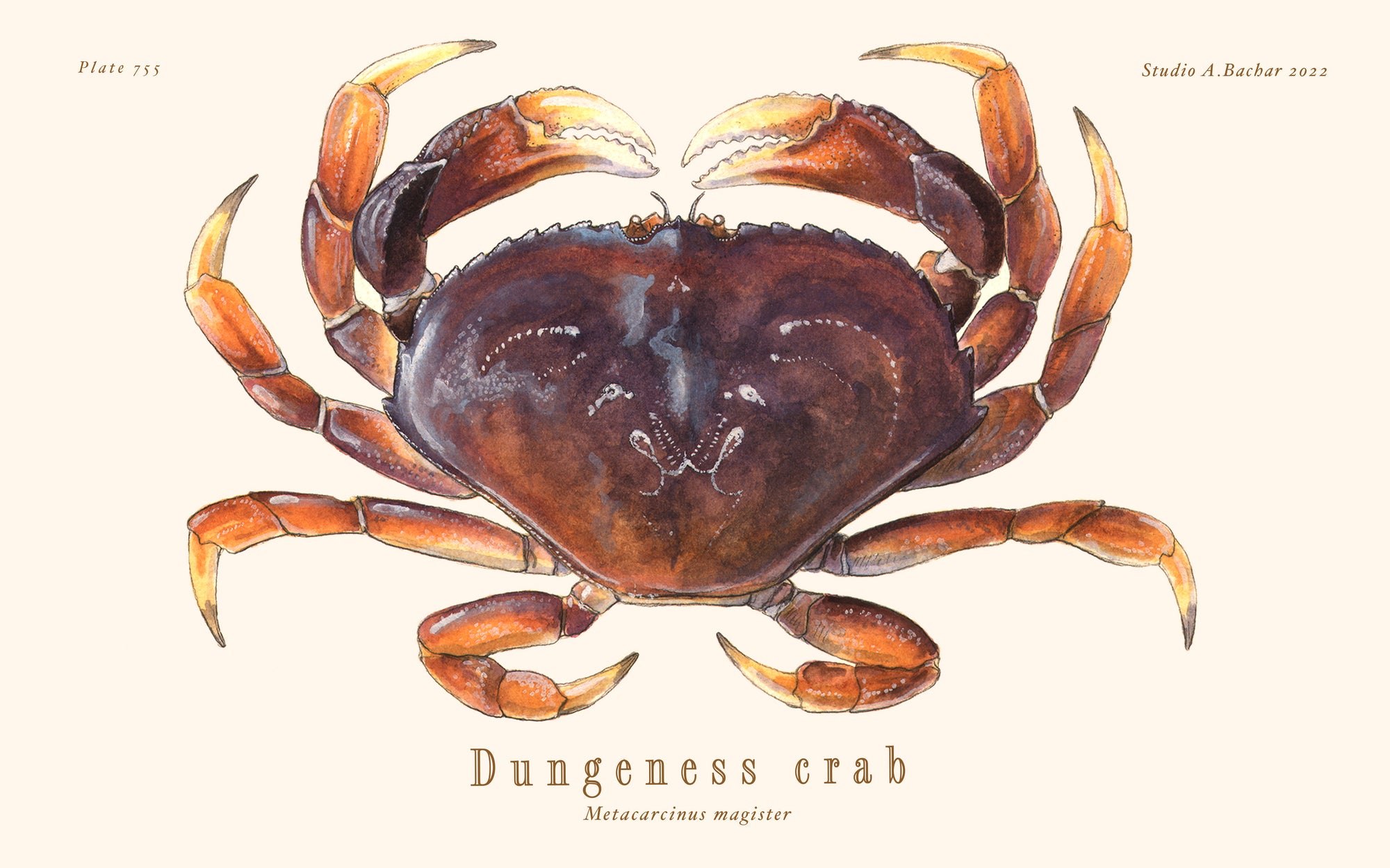 Dungeness