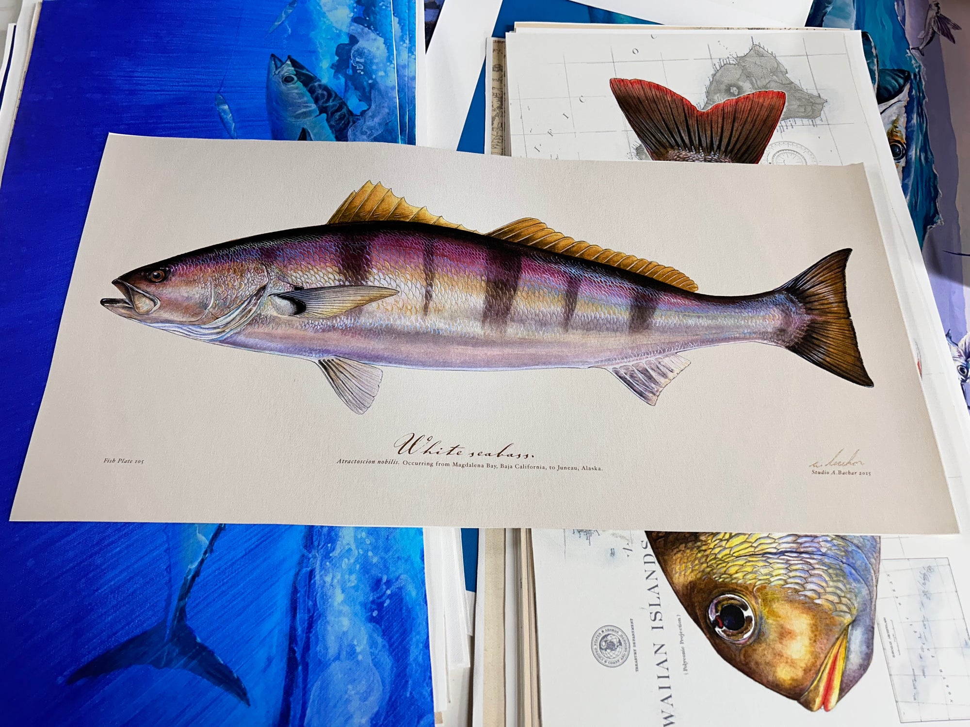 Discounted 12x24 White Seabass