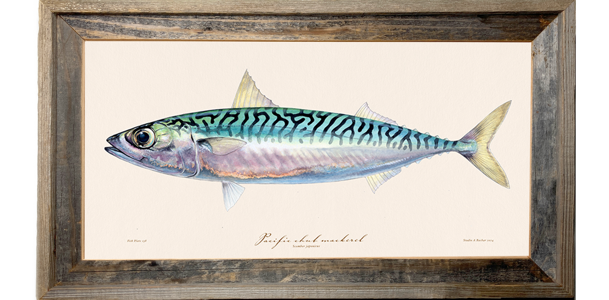 Pacific Mackerel 138