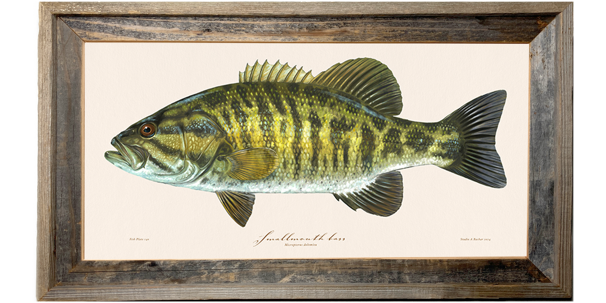 Smallmouth Bass 140