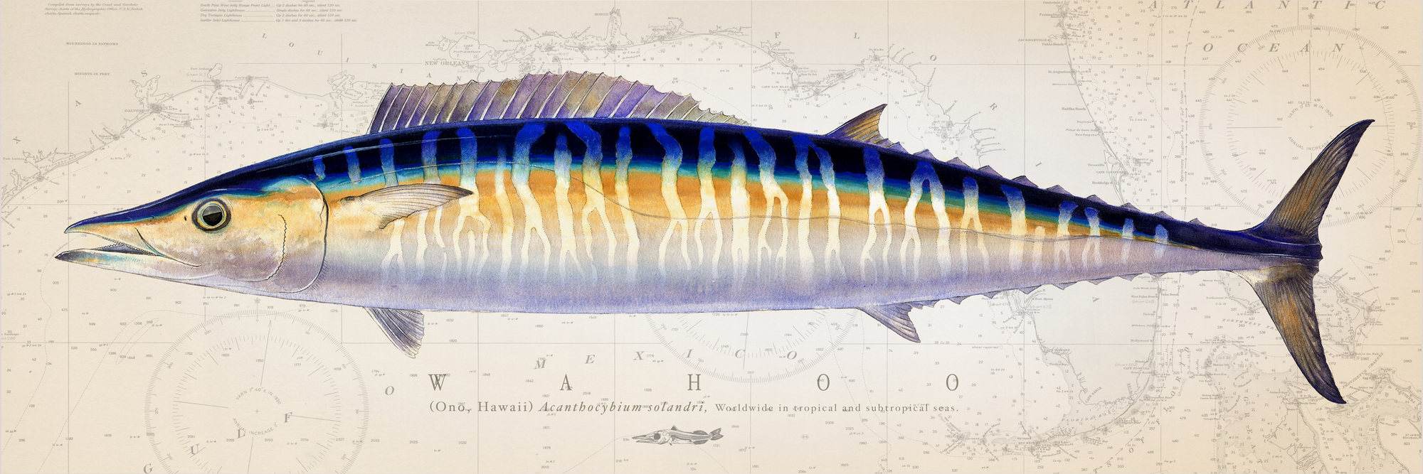 Wahoo (Ono) Over Nautical Charts - Custom
