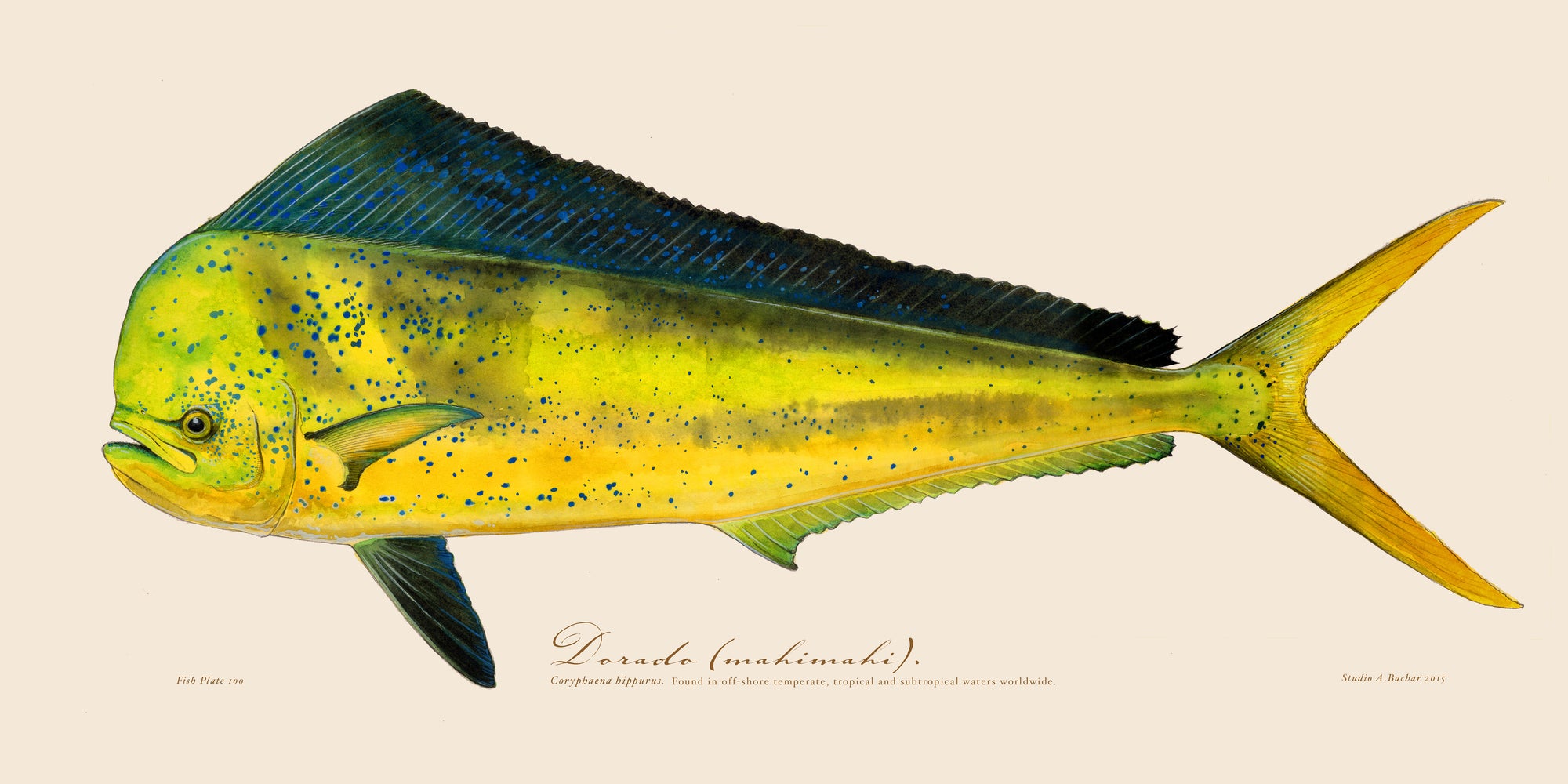 Dorado 100 Illustration