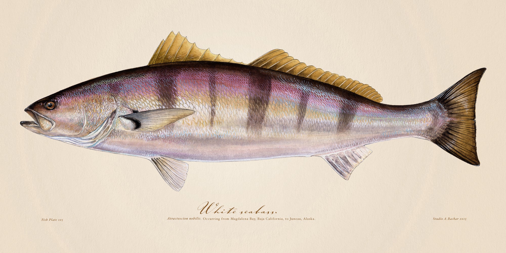 White Seabass Illustration 105