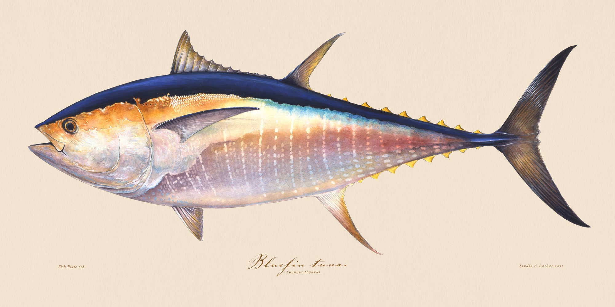 Bluefin Tuna Illustration 118