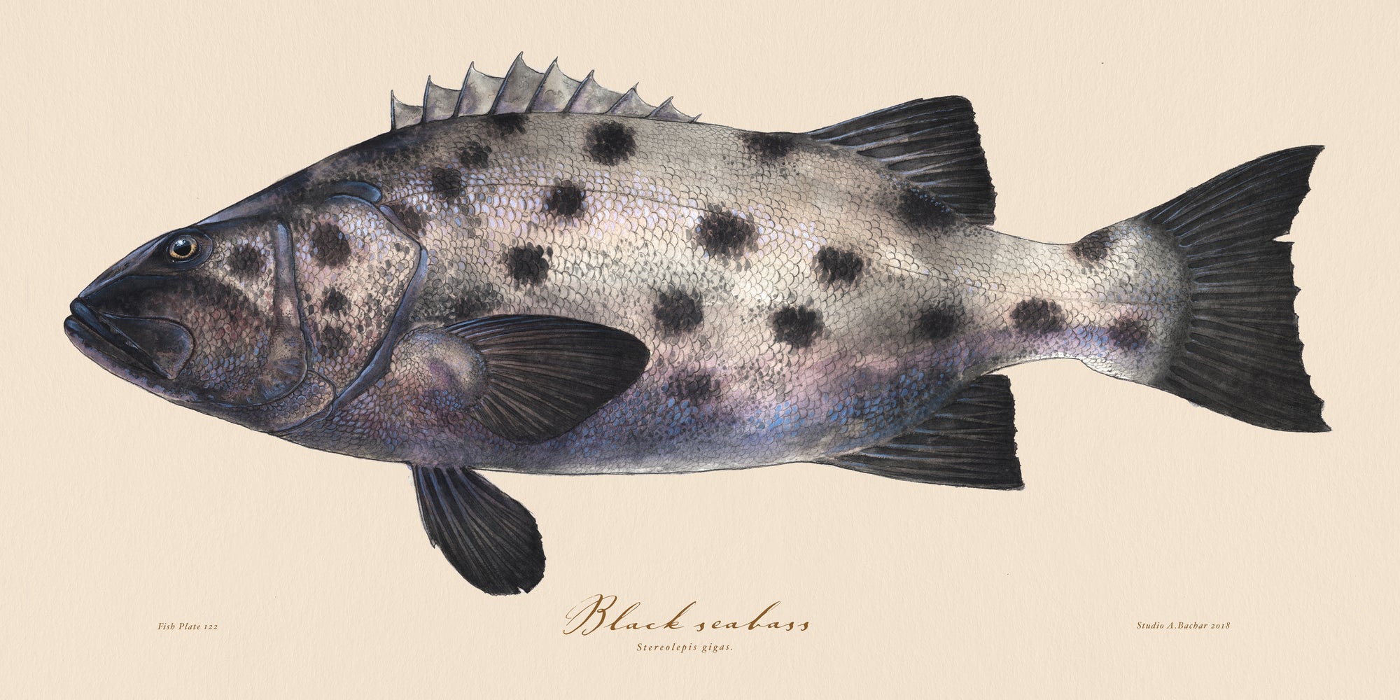 Black Seabass Artist Print 122