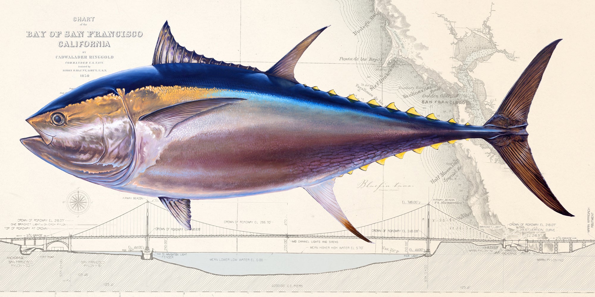 Bluefin Tuna Over Nautical Charts