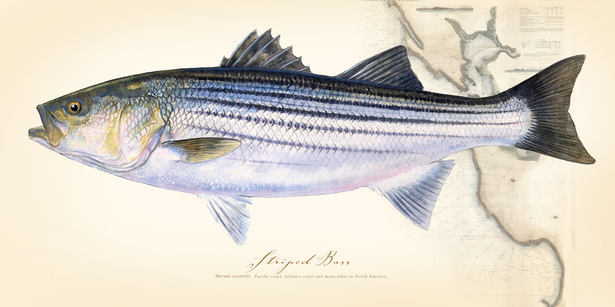 Striped Bass over Nautical Charts