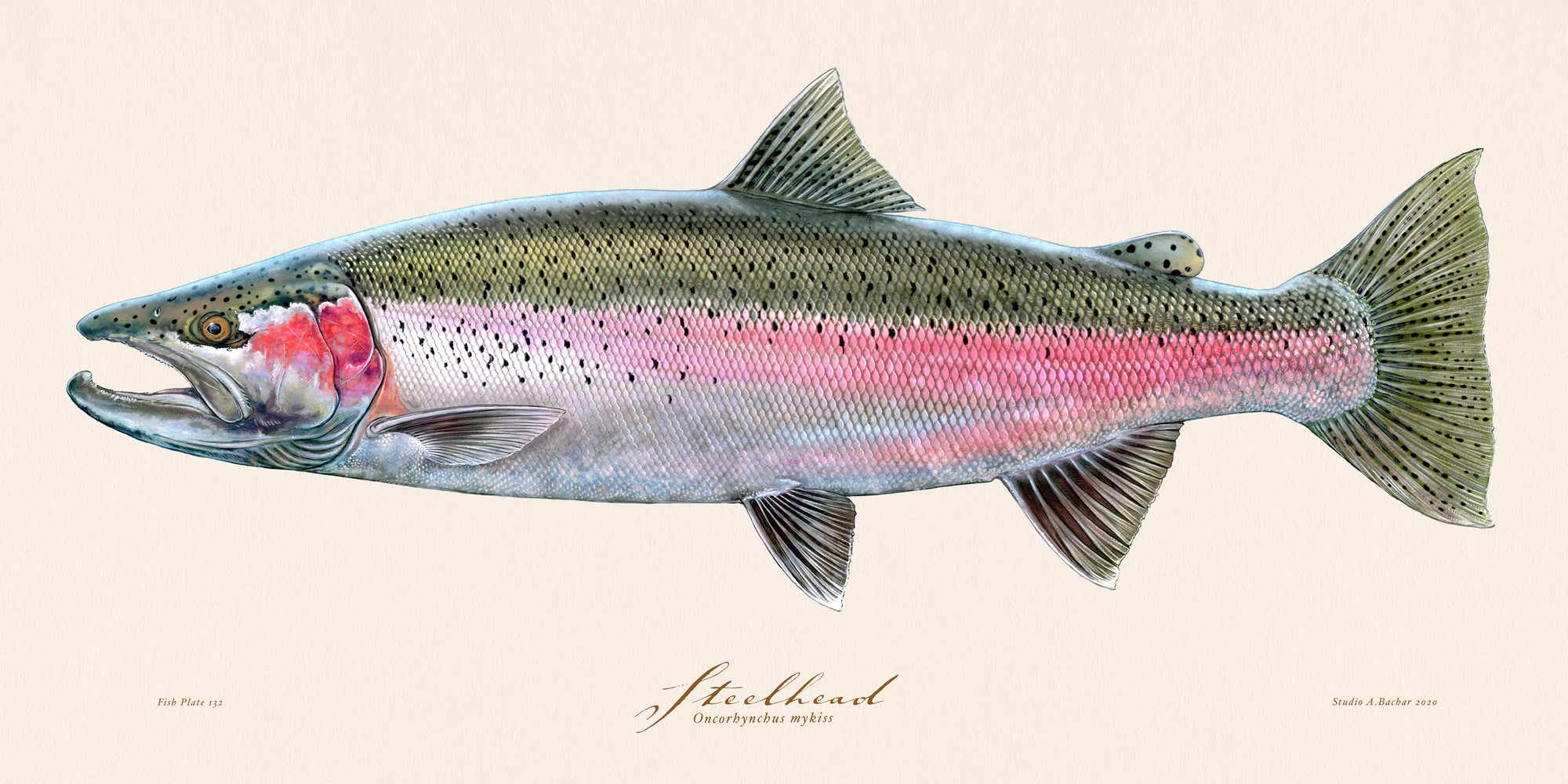 Steelhead Trout Illustration 132