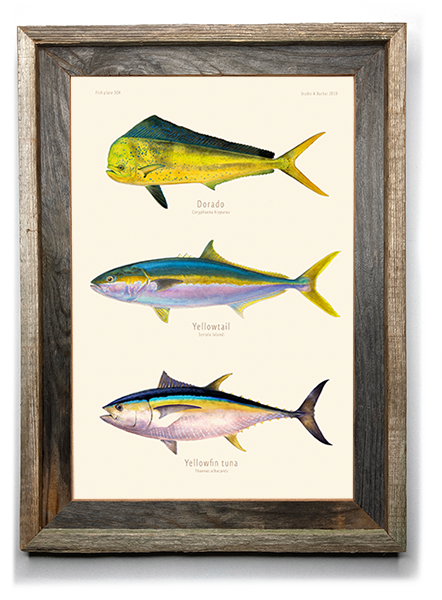 Dorado, Yellowtail, Yellowfin Tuna 304