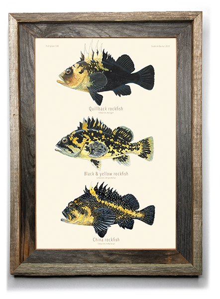 Rockfish  - Quillback, Black & Yellow, China 310