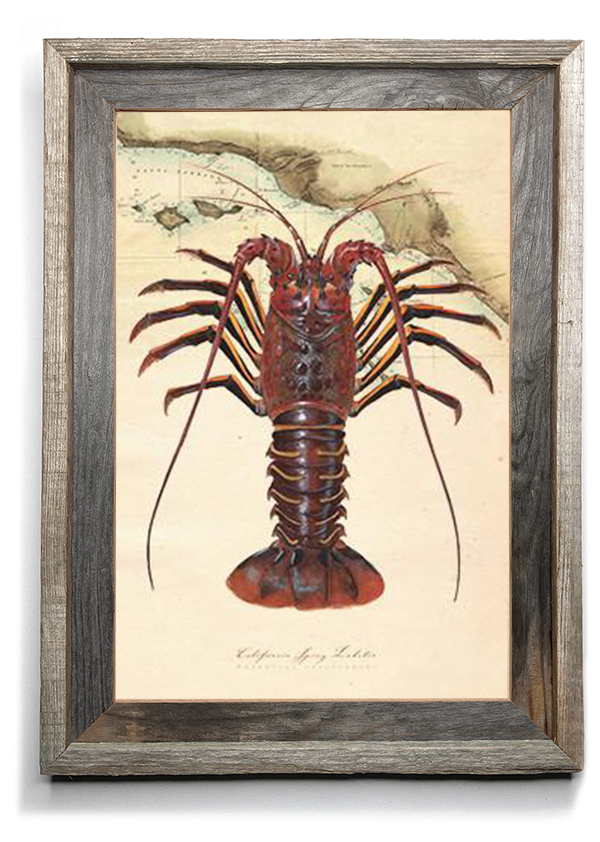Spiny Lobster Over Nautical Charts