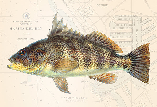 Spotted Bay Bass over Nautical Charts