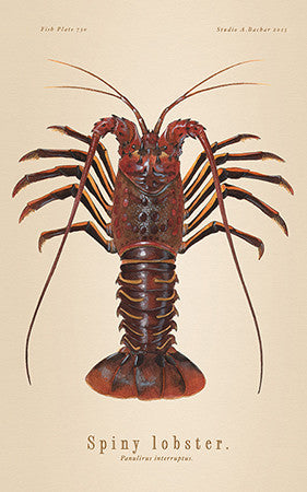 Spiny Lobster Illustration 730