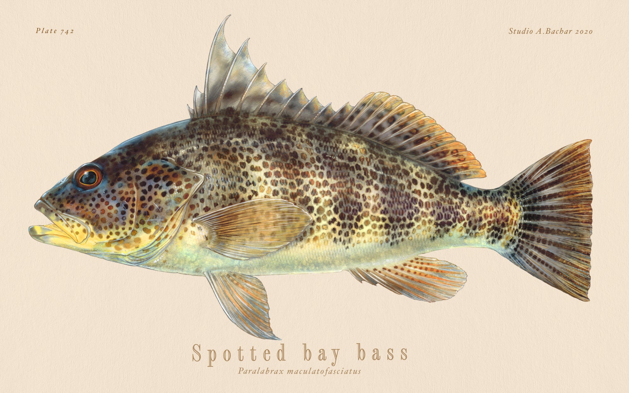 Spotted Bay Bass 130