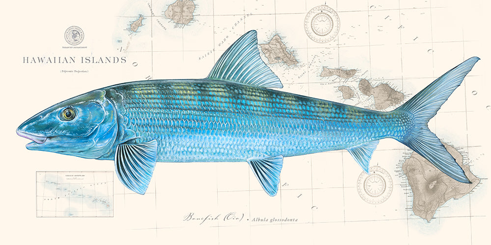 Bonefish Over Nautical Charts