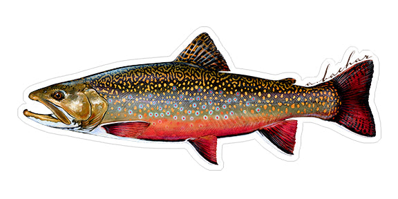 Brook trout - 8"