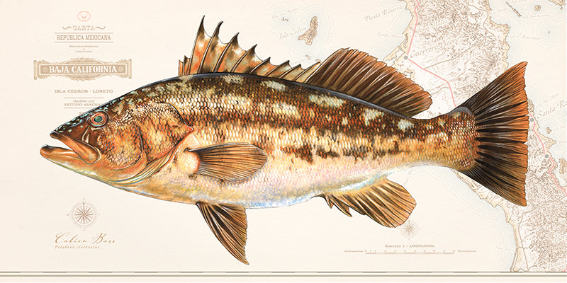 Calico Bass Over Nautical Charts