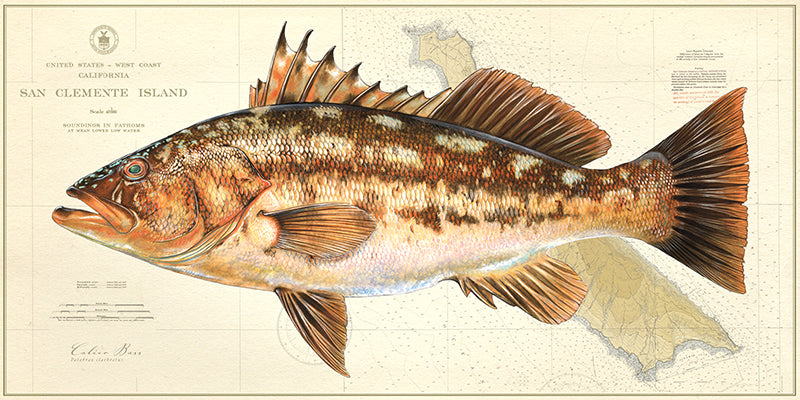 Calico Bass Over Nautical Charts